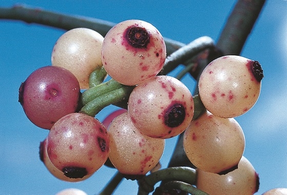Berries