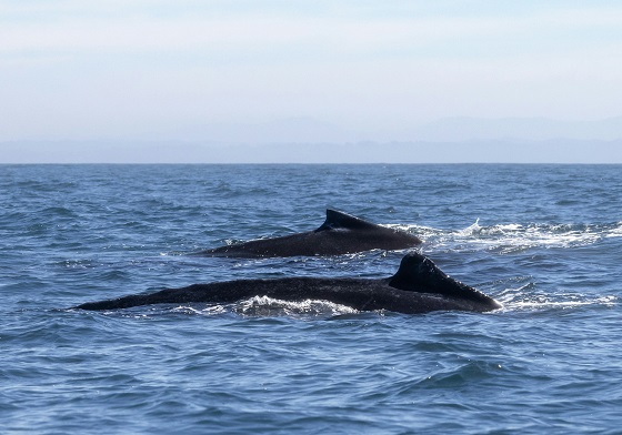 Humpack whale