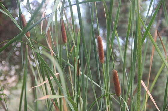 bullrush