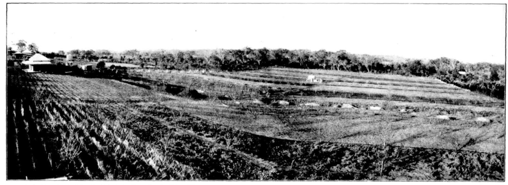 Mayor and Brindle's Spearwood gardens, 1914 [picture]