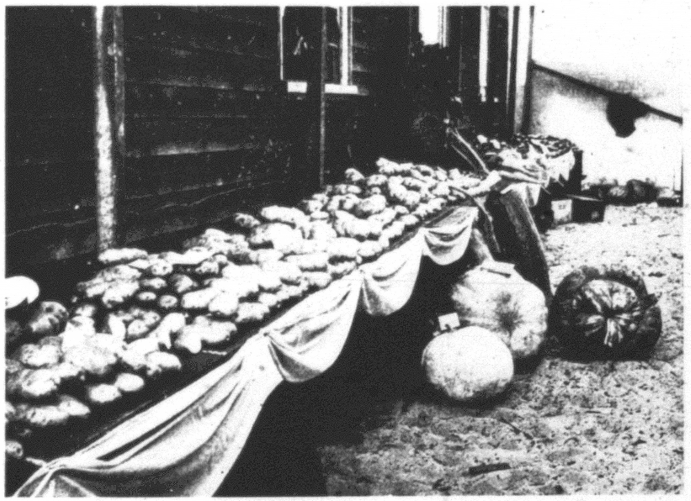 Potatoes and pumpkins at the Jandakot Agricultural Show, 1902 [picture]