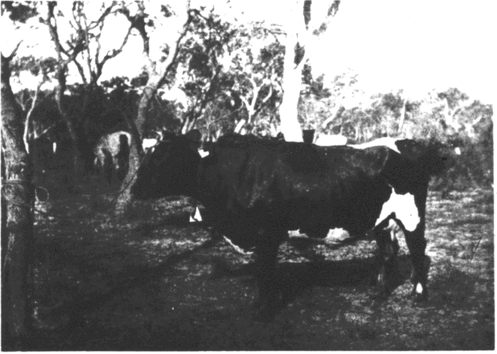 Prize dairy cow at Jandakot Agricultural show, 1902 [picture]