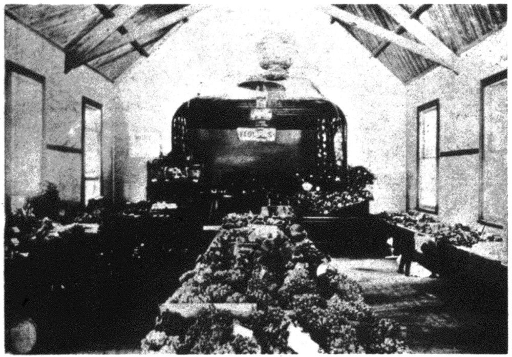 Interior of the Jandakot Agricultural Hall with produce exhibits, 1904 [picture]