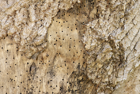 image of Polyphagous Shot-Hole Borer (PSHB) Beetle infestation holes on the tree
