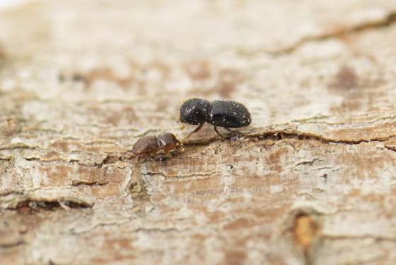 Image of Polyphagous Shot-Hole Borer (PSHB) Beetle that is black in colour and is on a tree