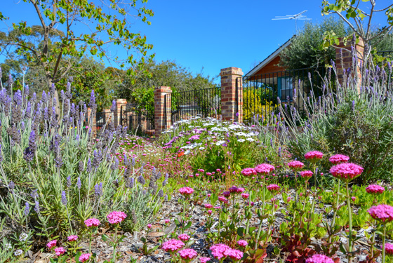 image of a waterwise verge garden. Includes various flowers and plants on a verge.