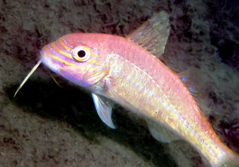 International fish friendly accreditation for Port Coogee Marina