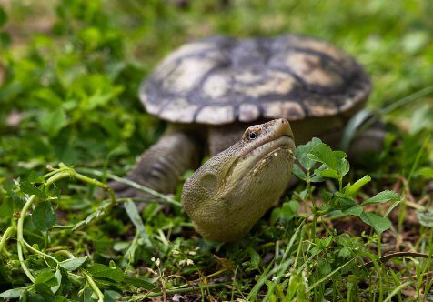 Turtle Tracker training sessions in time for nesting season