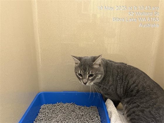 Grey  Cat, impounded 19 May 2025