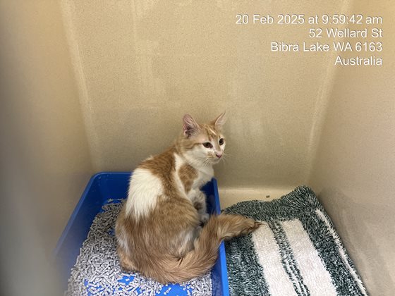 Ginger & White  Cat, impounded 20 February 2025