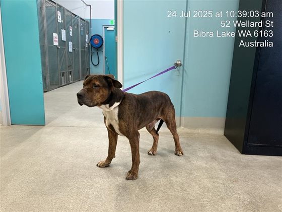Brown Brindle  Dog, impounded 24 July 2025