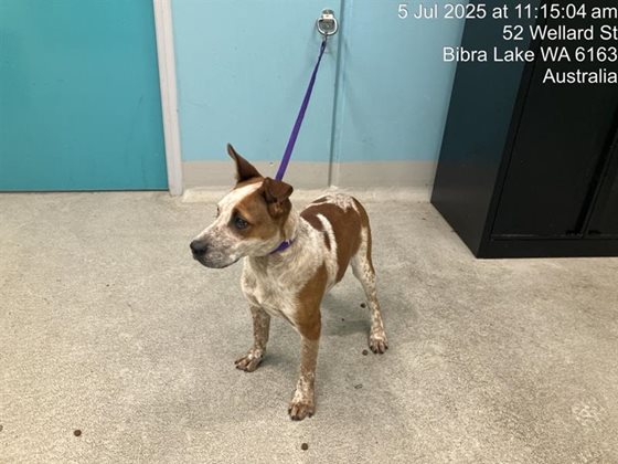 Tan and White  Dog, impounded 05 July 2025
