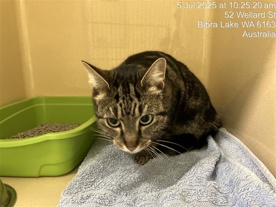 Tabby  Cat, impounded 05 July 2025