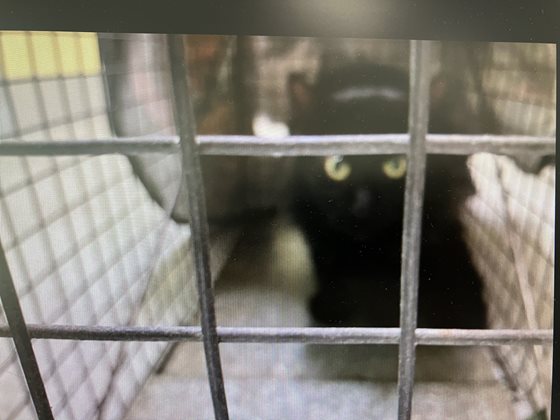 Black  Cat, impounded 11 June 2025