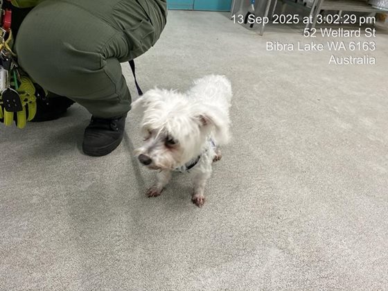 White  Dog, impounded 13 September 2025
