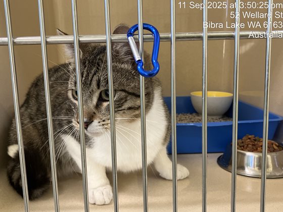 Tabby and White  Cat, impounded 11 September 2025