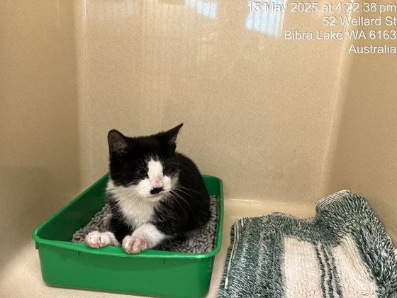Black and White  Cat, impounded 15 May 2025
