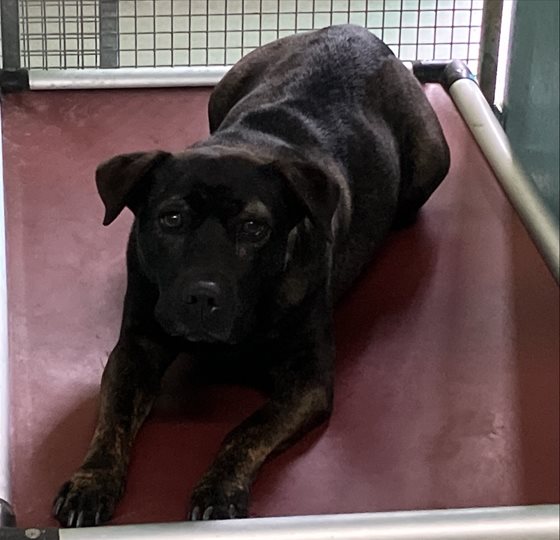 Brindle  Dog, impounded 10 June 2025