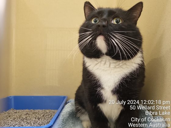Black and White  Cat, impounded 20 July 2024