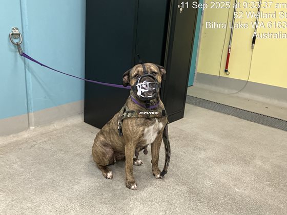 Brindle  Dog, impounded 11 September 2025