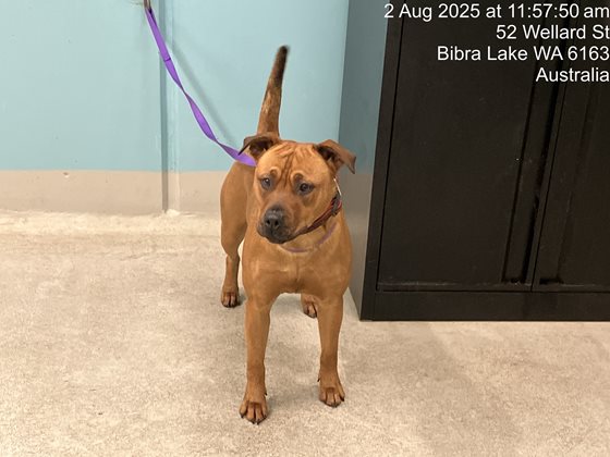 Tan  Dog, impounded 02 August 2025
