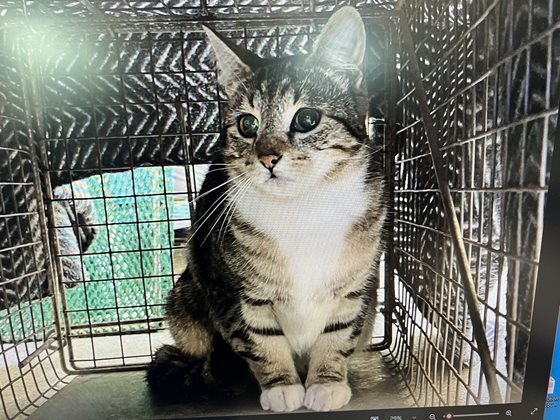Tabby  Cat, impounded 08 September 2025