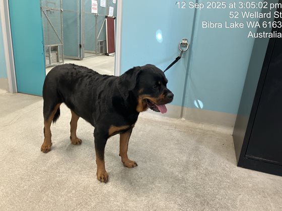 Black and Tan  Dog, impounded 12 September 2025