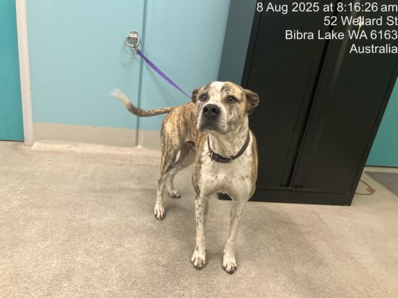 Brindle  Dog, impounded 08 August 2025