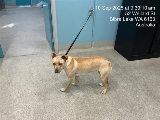 Cream  Dog, impounded 10 September 2025