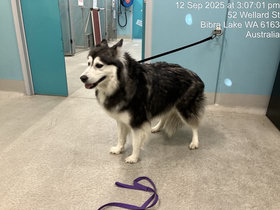 Black and White  Dog, impounded 12 September 2025