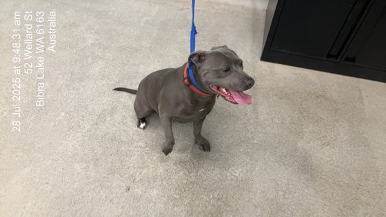 Blue  Dog, impounded 28 July 2025
