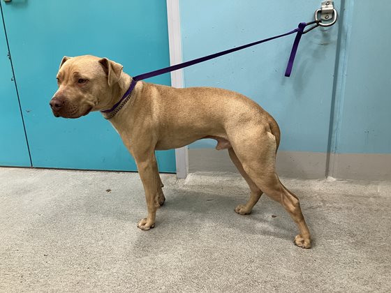 Tan  Dog, impounded 09 June 2025