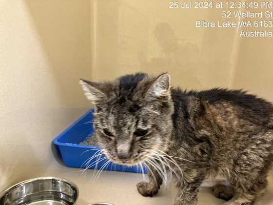 Tabby  Cat, impounded 25 July 2024