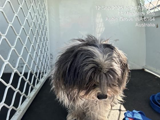 Black and White  Dog, impounded 12 September 2025