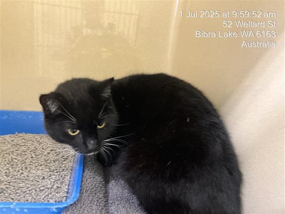 Black  Cat, impounded 01 July 2025