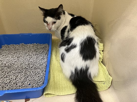 Black and White  Cat, impounded 11 February 2025