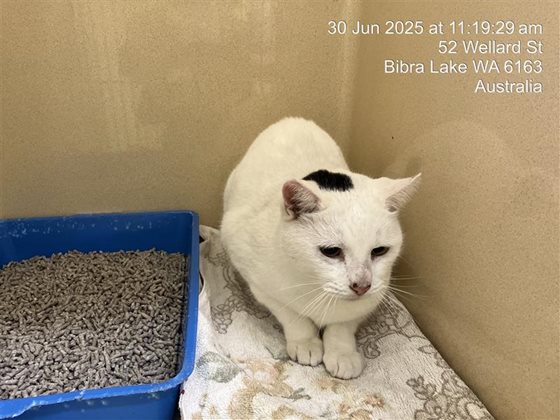Other  Cat, impounded 30 June 2025