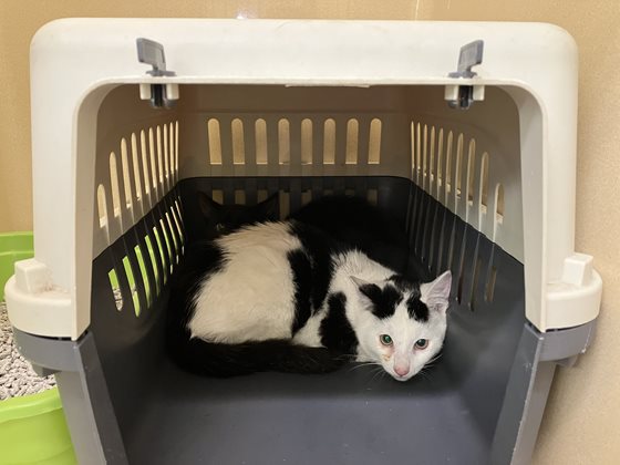 Black and White  Cat, impounded 03 July 2025