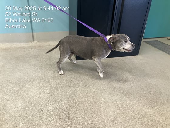 Grey  Dog, impounded 20 May 2025