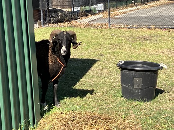 Black and Tan  Other, impounded 13 May 2025