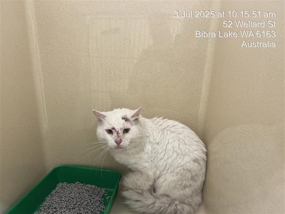 Other  Cat, impounded 03 July 2025