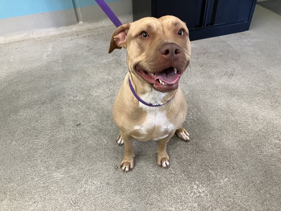 Tan  Dog, impounded 28 June 2025