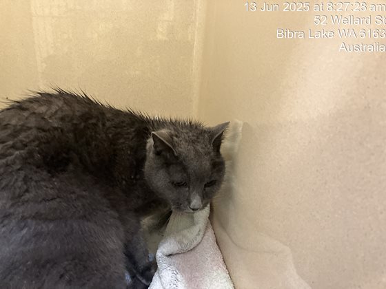 Blue  Cat, impounded 13 June 2025