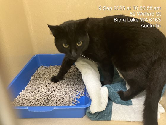 Black  Cat, impounded 09 September 2025