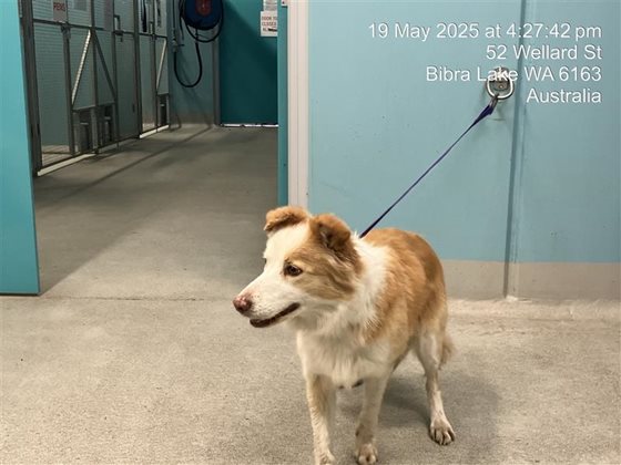 Tan and White  Dog, impounded 19 May 2025