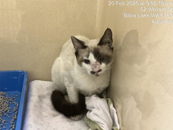 Cream  Cat, impounded 20 February 2025