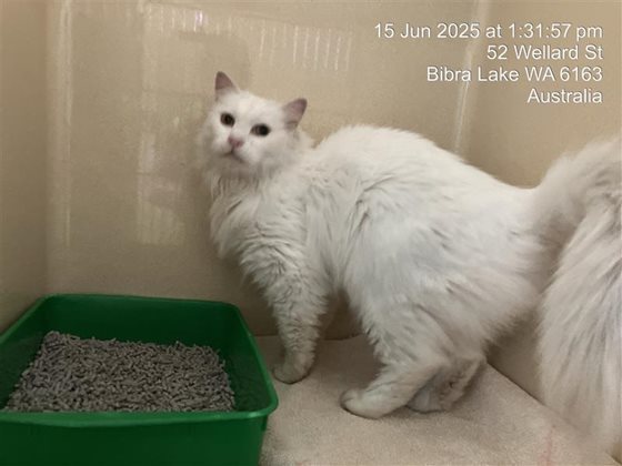 White  Cat, impounded 15 June 2025