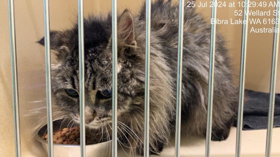 Brown Brindle  Cat, impounded 25 July 2024
