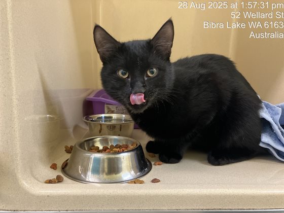 Black  Cat, impounded 28 August 2025