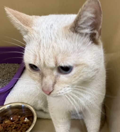 Cream  Cat, impounded 04 August 2025